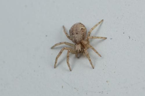 Pulchellodromus sp.